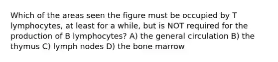 Which of the areas seen the figure must be occupied by T lymphocytes, at least for a while, but is NOT required for the production of B lymphocytes? A) the general circulation B) the thymus C) lymph nodes D) the bone marrow