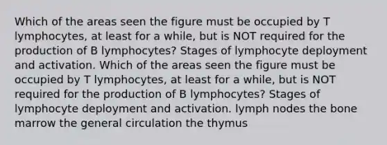 Which of the areas seen the figure must be occupied by T lymphocytes, at least for a while, but is NOT required for the production of B lymphocytes? Stages of lymphocyte deployment and activation. Which of the areas seen the figure must be occupied by T lymphocytes, at least for a while, but is NOT required for the production of B lymphocytes? Stages of lymphocyte deployment and activation. lymph nodes the bone marrow the general circulation the thymus