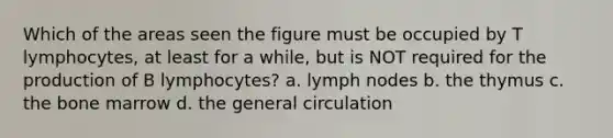 Which of the areas seen the figure must be occupied by T lymphocytes, at least for a while, but is NOT required for the production of B lymphocytes? a. lymph nodes b. the thymus c. the bone marrow d. the general circulation