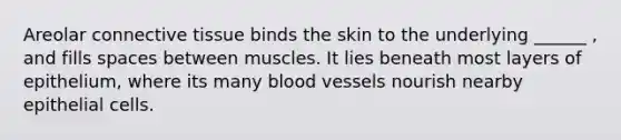 Areolar connective tissue binds the skin to the underlying ______ , and fills spaces between muscles. It lies beneath most layers of epithelium, where its many blood vessels nourish nearby epithelial cells.