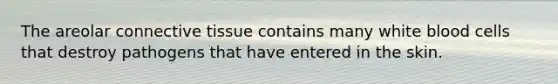 The areolar <a href='https://www.questionai.com/knowledge/kYDr0DHyc8-connective-tissue' class='anchor-knowledge'>connective tissue</a> contains many white blood cells that destroy pathogens that have entered in the skin.