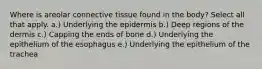 Where is areolar connective tissue found in the body? Select all that apply. a.) Underlying the epidermis b.) Deep regions of the dermis c.) Capping the ends of bone d.) Underlying the epithelium of the esophagus e.) Underlying the epithelium of the trachea