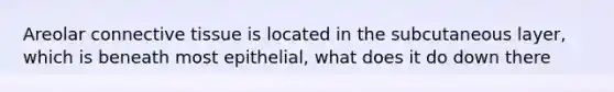 Areolar connective tissue is located in the subcutaneous layer, which is beneath most epithelial, what does it do down there