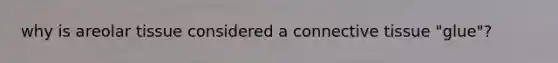 why is areolar tissue considered a connective tissue "glue"?