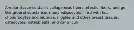 Areolar tissue contains collagenous fibers, elastic fibers, and gel-like ground substance. many adipocytes filled with fat. chondrocytes and lacunae. nipples and other breast tissues. osteocytes, osteoblasts, and canaliculi