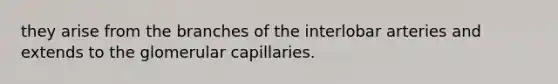 they arise from the branches of the interlobar arteries and extends to the glomerular capillaries.