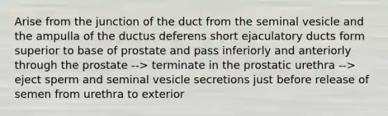 Arise from the junction of the duct from the seminal vesicle and the ampulla of the ductus deferens short ejaculatory ducts form superior to base of prostate and pass inferiorly and anteriorly through the prostate --> terminate in the prostatic urethra --> eject sperm and seminal vesicle secretions just before release of semen from urethra to exterior