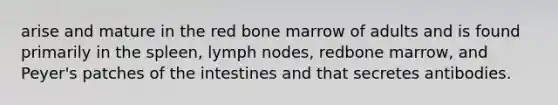 arise and mature in the red bone marrow of adults and is found primarily in the spleen, lymph nodes, redbone marrow, and Peyer's patches of the intestines and that secretes antibodies.