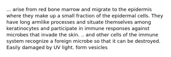 ... arise from red bone marrow and migrate to the epidermis where they make up a small fraction of the epidermal cells. They have long armlike processes and situate themselves among keratinocytes and participate in immune responses against microbes that invade the skin. .. and other cells of the immune system recognize a foreign microbe so that it can be destroyed. Easily damaged by UV light. form vesicles