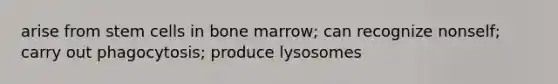 arise from stem cells in bone marrow; can recognize nonself; carry out phagocytosis; produce lysosomes