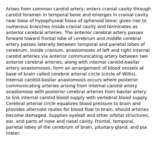 Arises from common carotid artery; enters cranial cavity through carotid foramen in temporal bone and emerges in cranial cavity near base of hypophyseal fossa of sphenoid bone; gives rise to numerous branches inside cranial cavity and terminates as anterior cerebral arteries. The anterior cerebral artery passes forward toward frontal lobe of cerebrum and middle cerebral artery passes laterally between temporal and parietal lobes of cerebrum. Inside cranium, anastomoses of left and right internal carotid arteries via anterior communicating artery between two anterior cerebral arteries, along with internal carotid-basilar artery anastomoses, form an arrangement of blood vessels at base of brain called cerebral arterial circle (circle of Willis). Internal carotid-basilar anastomosis occurs where posterior communicating arteries arising from internal carotid artery anastomose with posterior cerebral arteries from basilar artery to link internal carotid blood supply with vertebral blood supply. Cerebral arterial circle equalizes blood pressure to brain and provides alternate routes for blood flow to brain, should arteries become damaged. Supplies eyeball and other orbital structures, ear, and parts of nose and nasal cavity. Frontal, temporal, parietal lobes of the cerebrum of brain, pituitary gland, and pia mater.