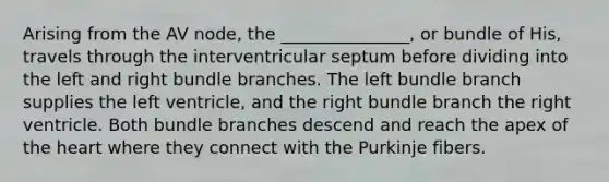 Arising from the AV node, the _______________, or bundle of His, travels through the interventricular septum before dividing into the left and right bundle branches. The left bundle branch supplies the left ventricle, and the right bundle branch the right ventricle. Both bundle branches descend and reach the apex of the heart where they connect with the Purkinje fibers.