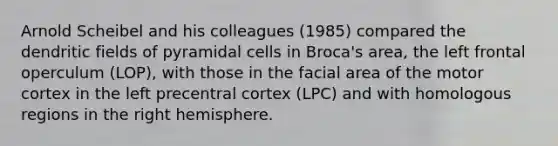 Arnold Scheibel and his colleagues (1985) compared the dendritic fields of pyramidal cells in Broca's area, the left frontal operculum (LOP), with those in the facial area of the motor cortex in the left precentral cortex (LPC) and with homologous regions in the right hemisphere.