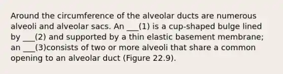 Around the circumference of the alveolar ducts are numerous alveoli and alveolar sacs. An ___(1) is a cup-shaped bulge lined by ___(2) and supported by a thin elastic basement membrane; an ___(3)consists of two or more alveoli that share a common opening to an alveolar duct (Figure 22.9).