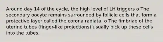 Around day 14 of the cycle, the high level of LH triggers o The secondary oocyte remains surrounded by follicle cells that form a protective layer called the corona radiata. o The fimbriae of the uterine tubes (finger-like projections) usually pick up these cells into the tubes.