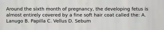 Around the sixth month of pregnancy, the developing fetus is almost entirely covered by a fine soft hair coat called the: A. Lanugo B. Papilla C. Vellus D. Sebum