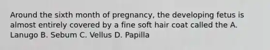 Around the sixth month of pregnancy, the developing fetus is almost entirely covered by a fine soft hair coat called the A. Lanugo B. Sebum C. Vellus D. Papilla