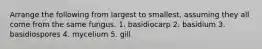 Arrange the following from largest to smallest, assuming they all come from the same fungus. 1. basidiocarp 2. basidium 3. basidiospores 4. mycelium 5. gill