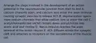 Arrange the steps involved in the development of an action potential in the neuromuscular junction from start to end A. calcium channels open, and calcium ions enter the axon terminal causing synaptic vesicles to release ACh B. depolarization opens more sodium channels that allow sodium ions to enter the cell C. acetylcholinesterase (AChE) breaks down acetylcholine into acetic acid and choline D. Nerve impulse reaches the axon terminal of the motor neuron E. ACh diffuses across the synaptic cleft and attaches to receptors on the sarcolemma of the muscle cell