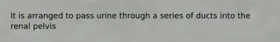 It is arranged to pass urine through a series of ducts into the renal pelvis