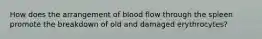 How does the arrangement of blood flow through the spleen promote the breakdown of old and damaged erythrocytes?