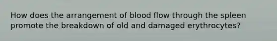 How does the arrangement of blood flow through the spleen promote the breakdown of old and damaged erythrocytes?