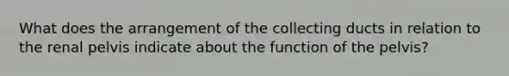 What does the arrangement of the collecting ducts in relation to the renal pelvis indicate about the function of the pelvis?