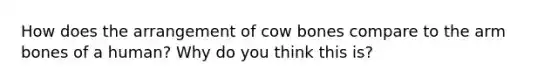 How does the arrangement of cow bones compare to the arm bones of a human? Why do you think this is?