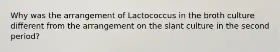 Why was the arrangement of Lactococcus in the broth culture different from the arrangement on the slant culture in the second period?