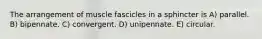 The arrangement of muscle fascicles in a sphincter is A) parallel. B) bipennate. C) convergent. D) unipennate. E) circular.