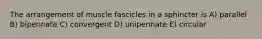 The arrangement of muscle fascicles in a sphincter is A) parallel B) bipennate C) convergent D) unipennate E) circular