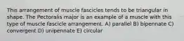 This arrangement of muscle fascicles tends to be triangular in shape. The Pectoralis major is an example of a muscle with this type of muscle fascicle arrangement. A) parallel B) bipennate C) convergent D) unipennate E) circular