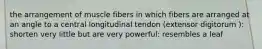 the arrangement of muscle fibers in which fibers are arranged at an angle to a central longitudinal tendon (extensor digitorum ): shorten very little but are very powerful: resembles a leaf