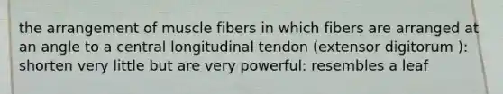 the arrangement of muscle fibers in which fibers are arranged at an angle to a central longitudinal tendon (extensor digitorum ): shorten very little but are very powerful: resembles a leaf