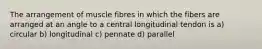 The arrangement of muscle fibres in which the fibers are arranged at an angle to a central longitudinal tendon is a) circular b) longitudinal c) pennate d) parallel