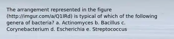 The arrangement represented in the figure (http://imgur.com/a/Q1IRd) is typical of which of the following genera of bacteria? a. Actinomyces b. Bacillus c. Corynebacterium d. Escherichia e. Streptococcus