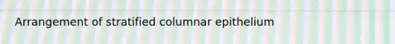 Arrangement of stratified columnar epithelium