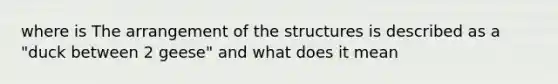 where is The arrangement of the structures is described as a "duck between 2 geese" and what does it mean