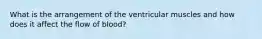 What is the arrangement of the ventricular muscles and how does it affect the flow of blood?