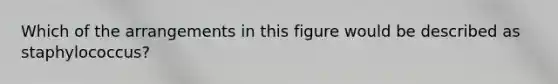 Which of the arrangements in this figure would be described as staphylococcus?