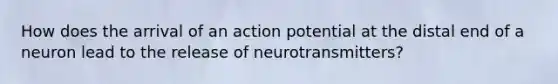 How does the arrival of an action potential at the distal end of a neuron lead to the release of neurotransmitters?