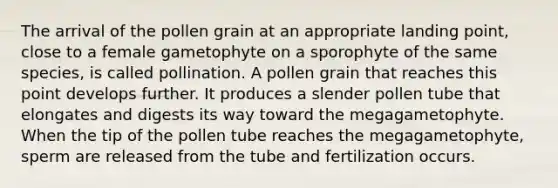 The arrival of the pollen grain at an appropriate landing point, close to a female gametophyte on a sporophyte of the same species, is called pollination. A pollen grain that reaches this point develops further. It produces a slender pollen tube that elongates and digests its way toward the megagametophyte. When the tip of the pollen tube reaches the megagametophyte, sperm are released from the tube and fertilization occurs.