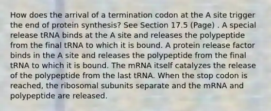 How does the arrival of a termination codon at the A site trigger the end of <a href='https://www.questionai.com/knowledge/kVyphSdCnD-protein-synthesis' class='anchor-knowledge'>protein synthesis</a>? See Section 17.5 (Page) . A special release tRNA binds at the A site and releases the polypeptide from the final tRNA to which it is bound. A protein release factor binds in the A site and releases the polypeptide from the final tRNA to which it is bound. The mRNA itself catalyzes the release of the polypeptide from the last tRNA. When the stop codon is reached, the ribosomal subunits separate and the mRNA and polypeptide are released.