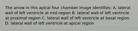 The arrow in this apical four chamber image identifies: A. lateral wall of left ventricle at mid region B. lateral wall of left ventricle at proximal region C. lateral wall of left ventricle at basal region D. lateral wall of left ventricle at apical region