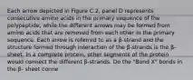 Each arrow depicted in Figure C.2, panel D represents consecutive amino acids in the primary sequence of the polypeptide, while the different arrows may be formed from amino acids that are removed from each other in the primary sequence. Each arrow is referred to as a β-strand and the structure formed through interaction of the β-strands is the β-sheet. In a complete protein, other segments of the protein would connect the different β-strands. Do the "Bond X" bonds in the β- sheet conne
