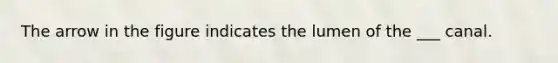 The arrow in the figure indicates the lumen of the ___ canal.