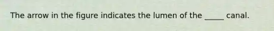 The arrow in the figure indicates the lumen of the _____ canal.