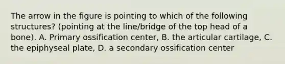 The arrow in the figure is pointing to which of the following structures? (pointing at the line/bridge of the top head of a bone). A. Primary ossification center, B. the articular cartilage, C. the epiphyseal plate, D. a secondary ossification center