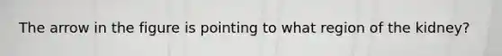 The arrow in the figure is pointing to what region of the kidney?