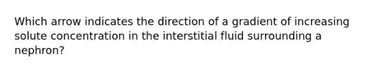 Which arrow indicates the direction of a gradient of increasing solute concentration in the interstitial fluid surrounding a nephron?